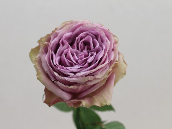 ブルーミルフィーユ