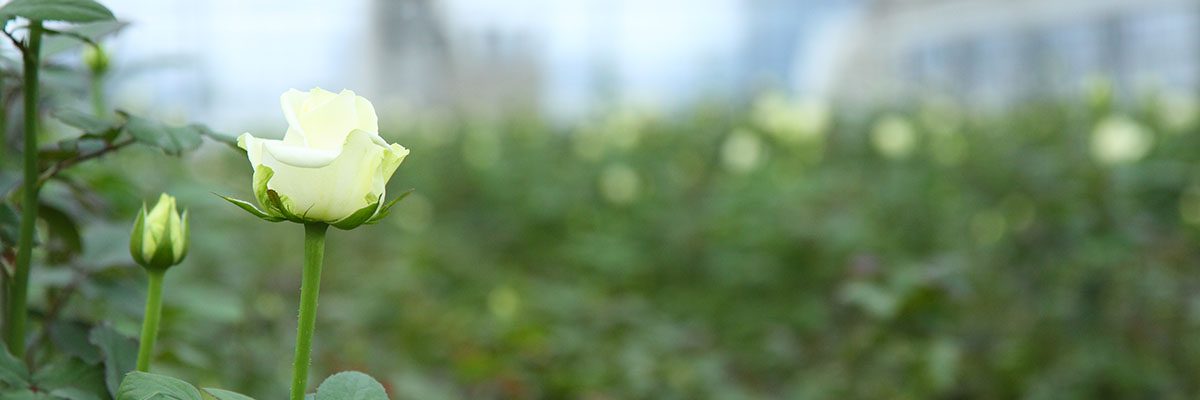 栽培バラの紹介 宮城野バラ工房 梶農園