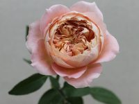 栽培バラの紹介 - 宮城野バラ工房 梶農園